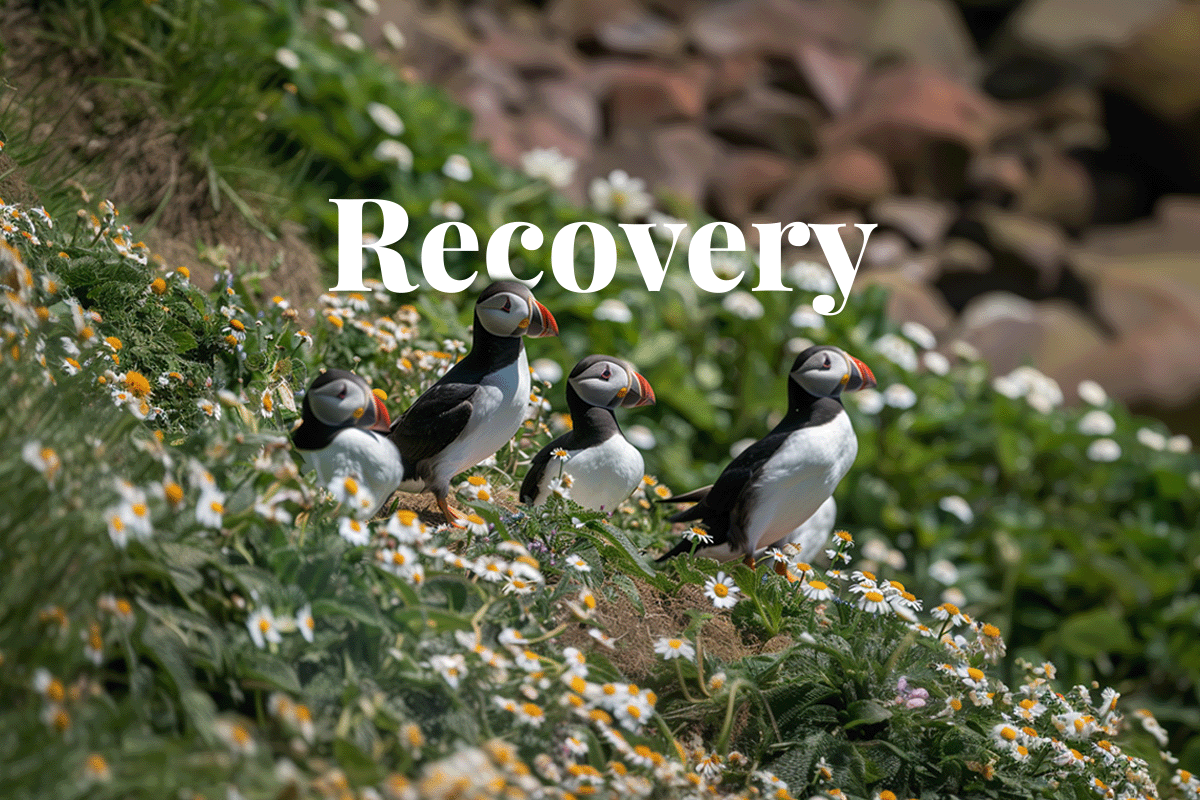 Reviving nature_ UK Coal Authoritys innovative strategy_Wildlife photography of Puffins on Skomer Island in Wales_visual 1