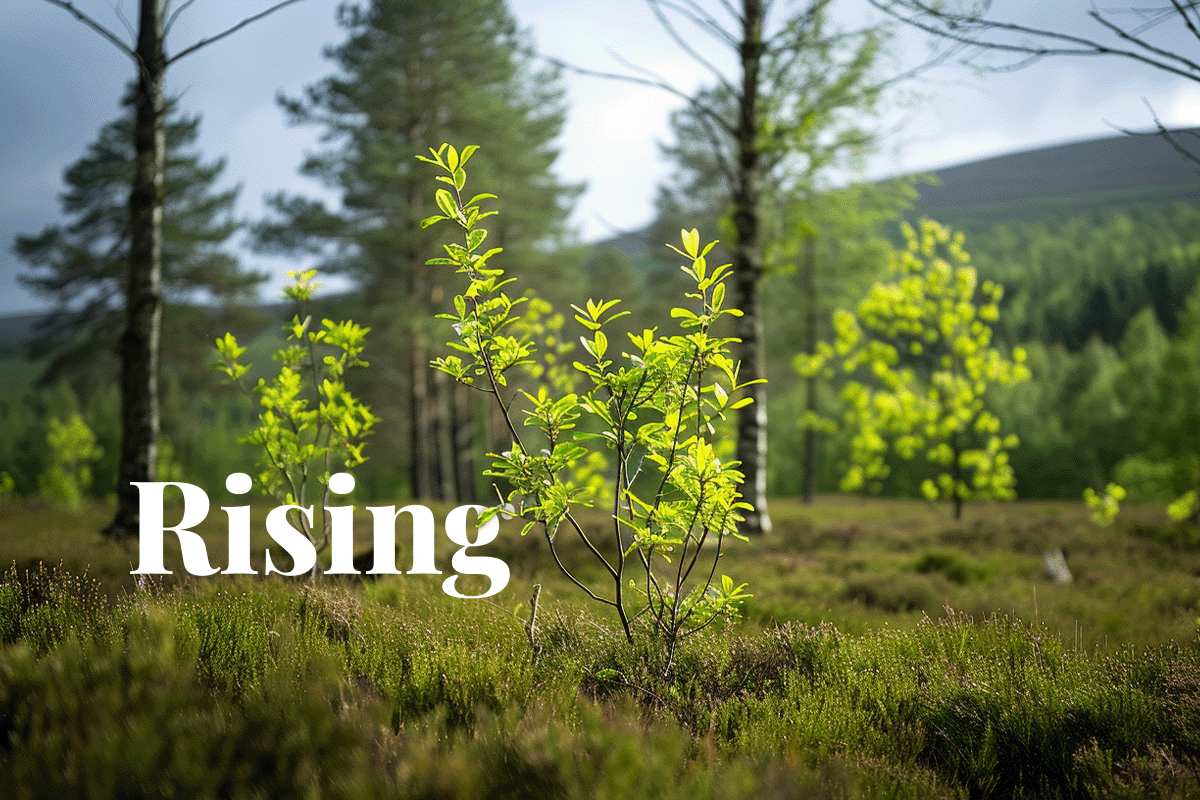 Rising interest in carbon and biodiversity credits among UK investors_Young trees in Galloway Forest Park in UK_visual 1