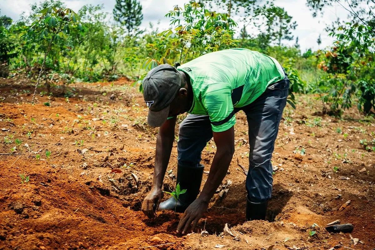 Rooting for impact, Preparing farmers for the planting season in Bulindi_Close up of a farmer planting a tree seedling_visual 2