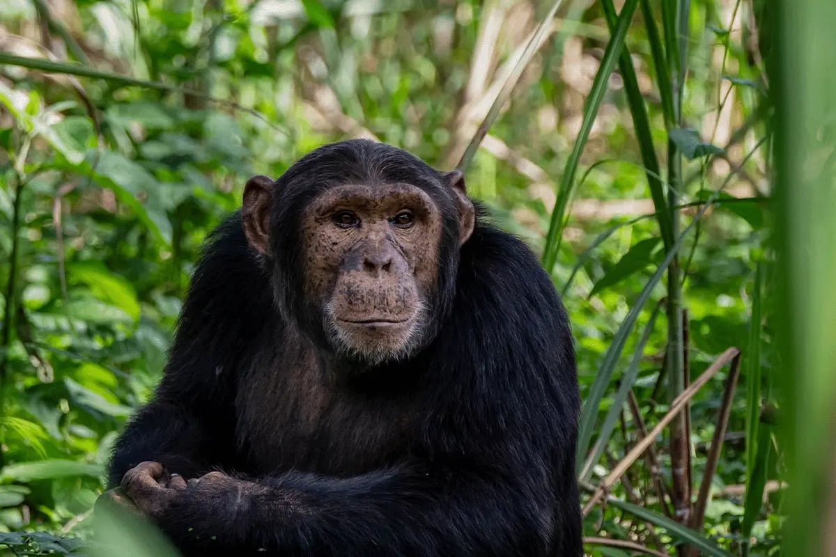 Rooting for impact, Preparing farmers for the planting season in Bulindi_Close-up of a Bulindi chimpanzee in its natural habitat_visual 4