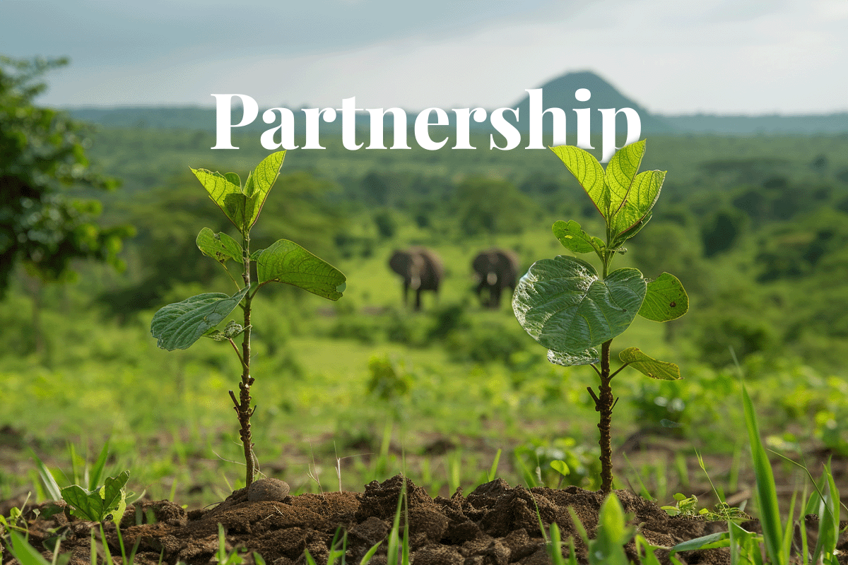 Singapore firms gain access to expanded carbon credits through Ghana partnership_Close-up of two tree seedlings, Ghana nature landscape in the background_visual 1