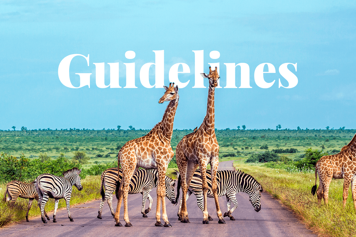 South Africa to protect biodiversity_wild animals crossing a road at kruger national park_visual 1