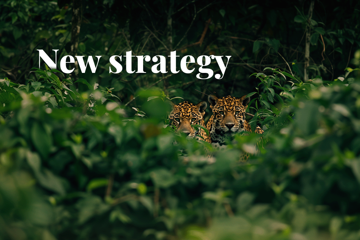 Suriname targets biodiversity gains with new strategy_Two jaguars in a forest in Suriname seen from a distance_visual 1