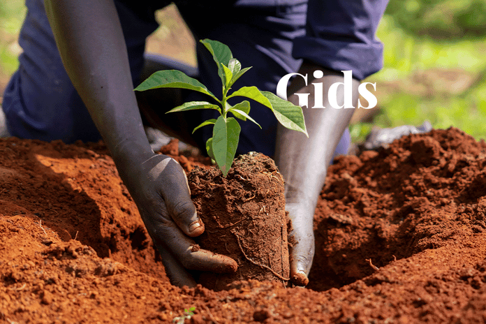 Sustainability simplified_ Carbon footprinting for beginners_Close-up of DGB team member planting a tree seedling_visual 1_NL