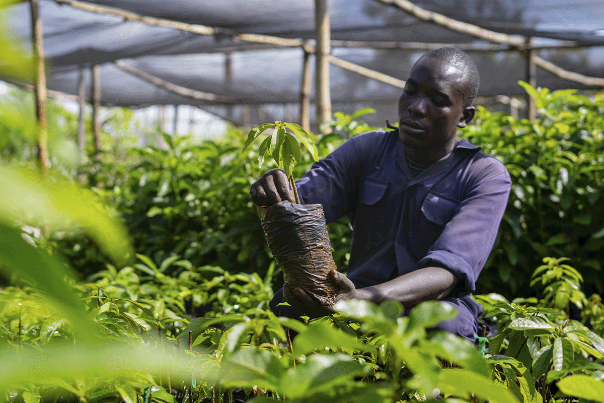 Sustainability simplified_ Carbon footprinting for beginners_DGB team member working in a tree nursery_visual 4