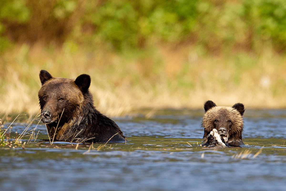 Sustainable forestry practices in Canada_grizzlies fishing in the Great Bear Rainforest in Canada_visual 5