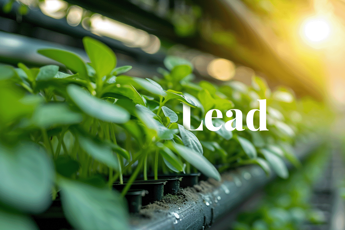 Sustainable harvest_ UAE farms take the lead in carbon credit sales_Close up of young seedlings in a vertical farm_visual 1