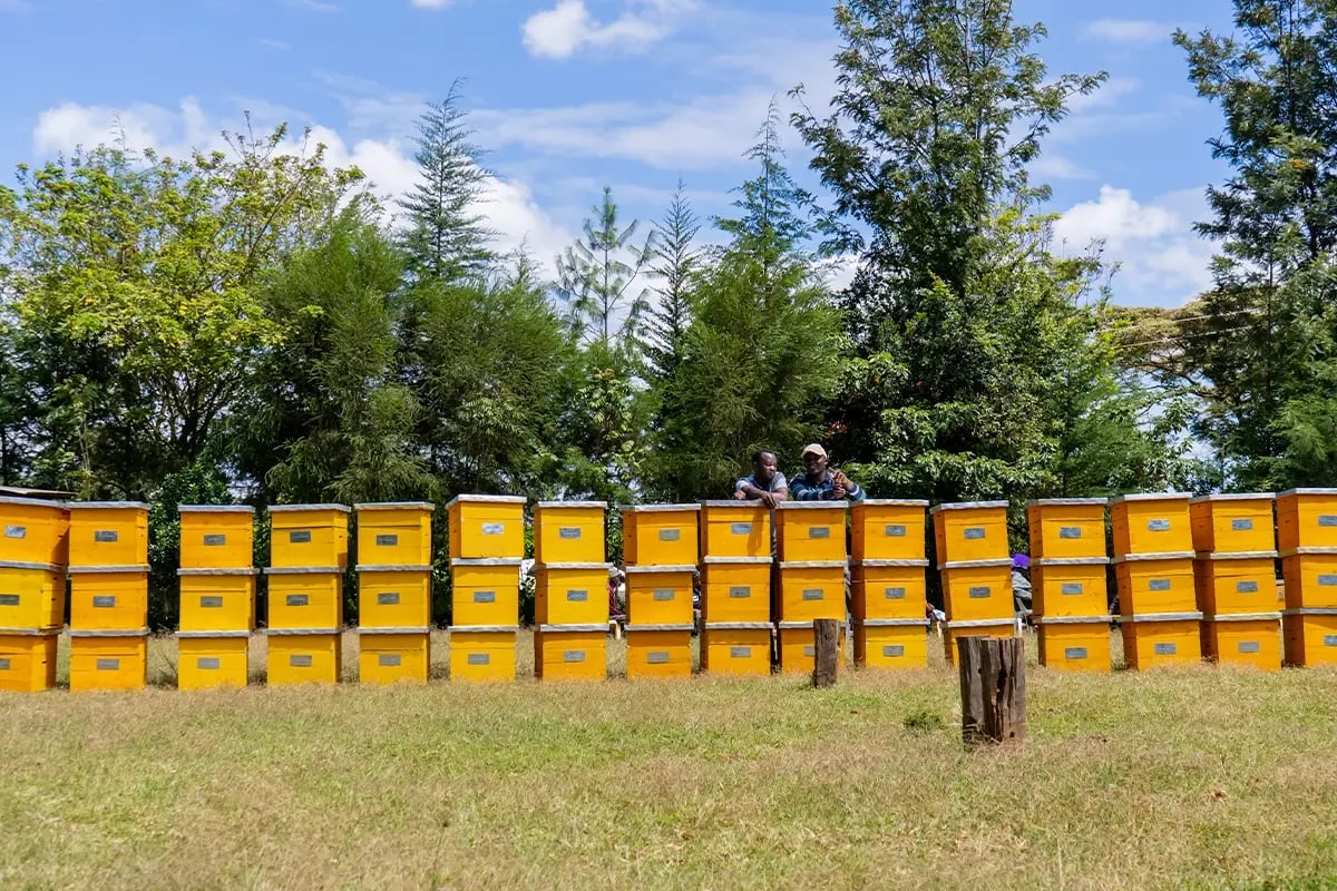 Sweet solutions_ the role of bees and Impact Investments in environmental restoration_Kenyan farmers with beehives_visual 5