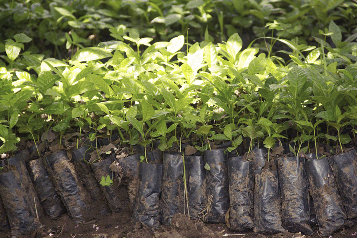 The Bulindi Chimpanzee Project shines on Planet Earth III_Close up on a young tree seedlings_visual 5