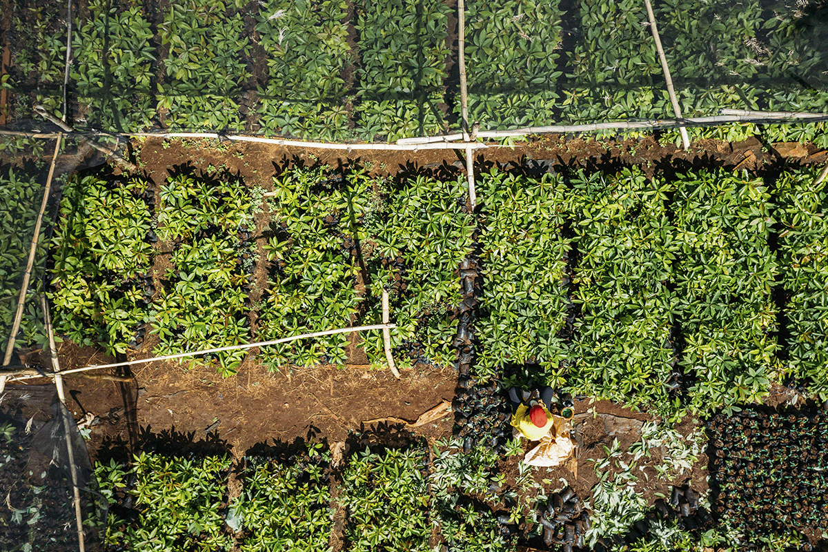 The Science Based Targets initiative and carbon offsetting_Dron picture of a tree nursery_visual 5