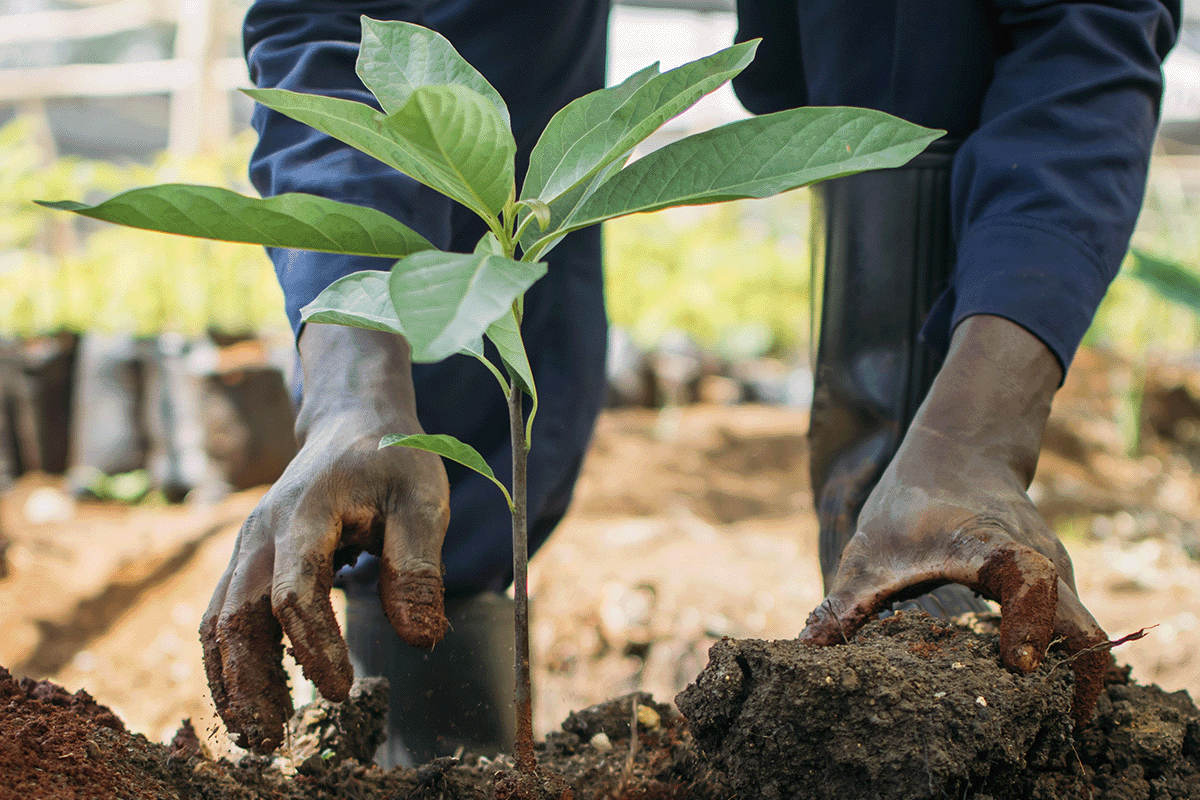 The Triple Bottom Line  balancing profit, people, and the planet_Close up on a man planting a tree seedling_visual 3