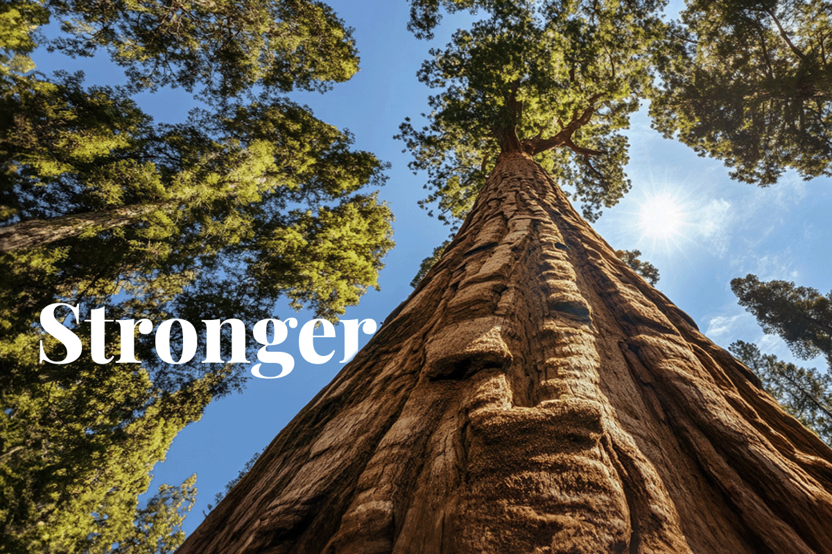 The US implements first federal guidelines to strengthen carbon markets_View from below of a massive sequoia tree_visual 1