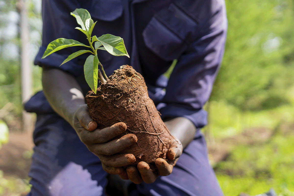 The carbon-neutral future of commercial real estate_Close-up of a DBG member planting tree seedling_visual 9