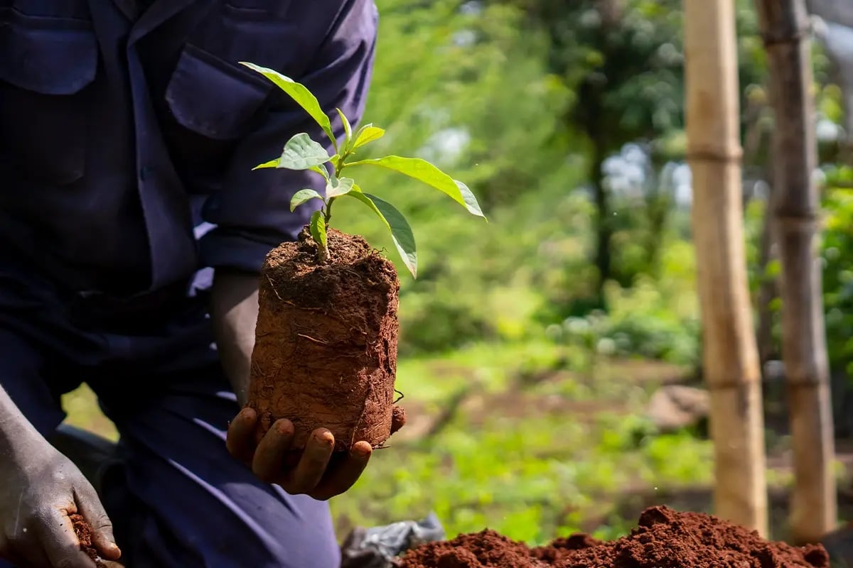 The importance of Loan-to-Value (LTV) in investment assets_DGB team member planting tree in a tree nursery_visual 3