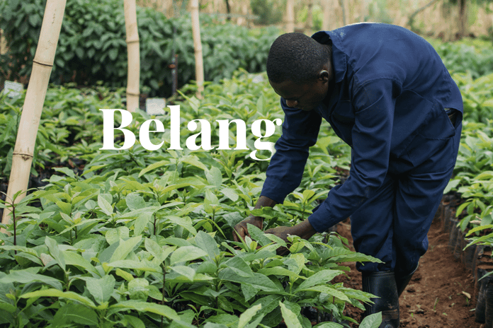 The importance of carbon offsetting in achieving net zero_A local man working in a tree nursery in Kenya_visual 1_NL