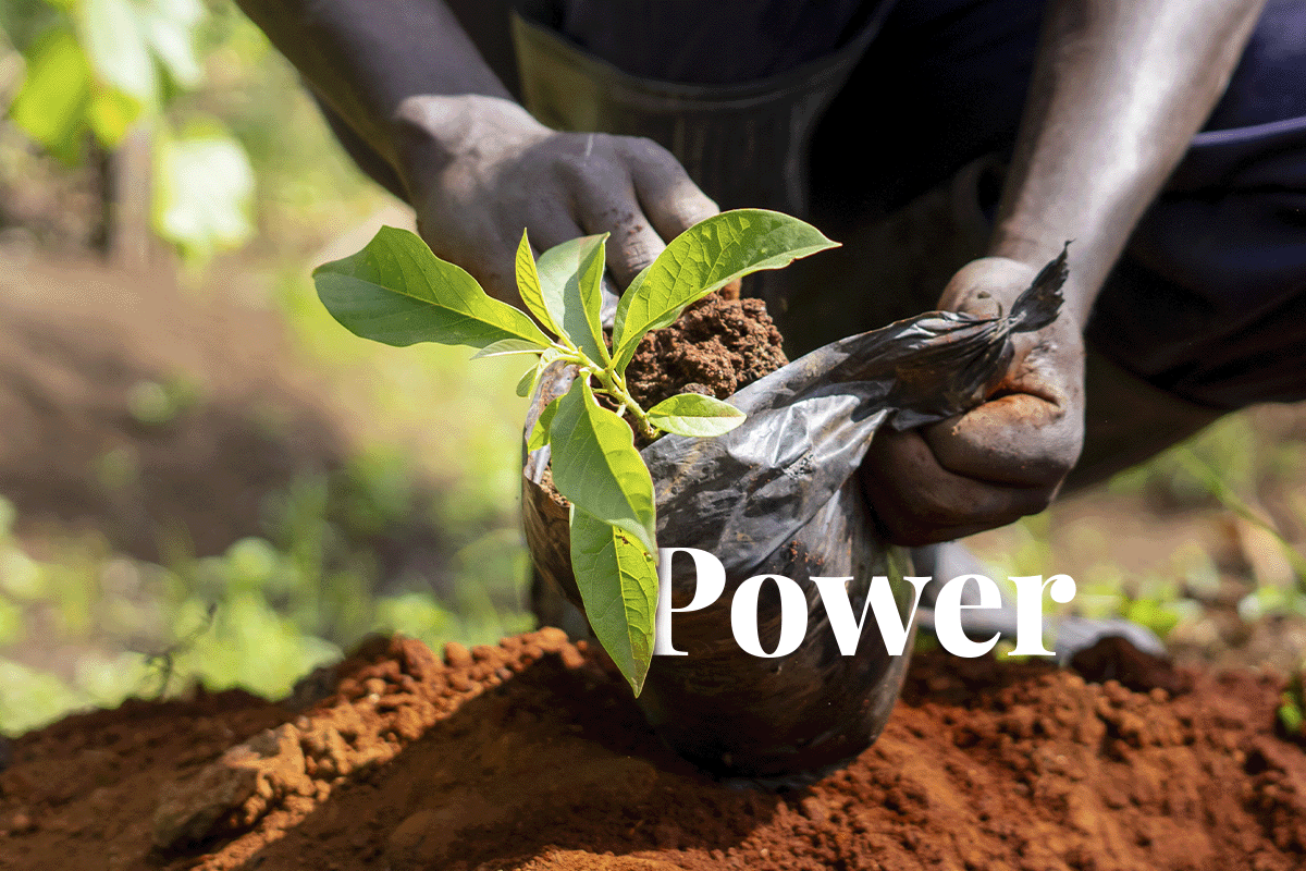 The power of high-quality carbon projects_Close-up of a DGM team member planting a tree in a nursery_visual 1