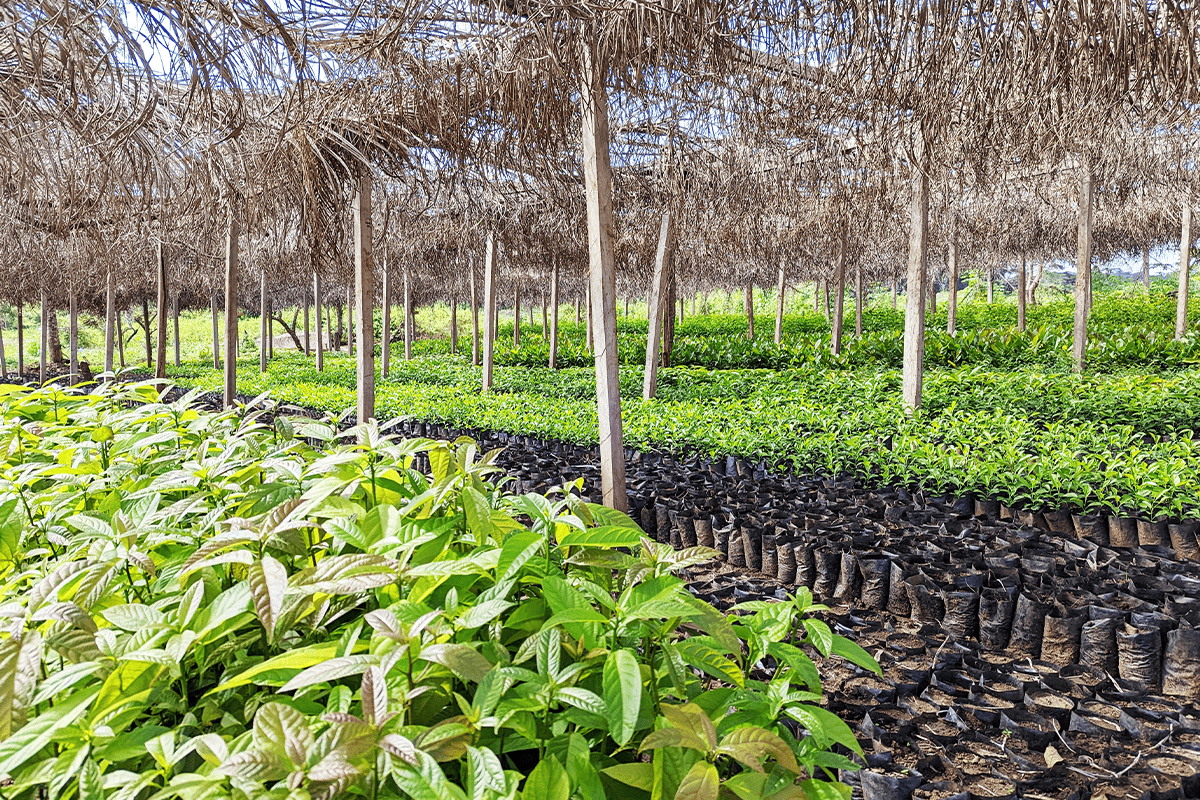 The rising demand for nature-based credits_Tree nursery as a part of Sawa Afforestation Project in Cameroon_visual 3