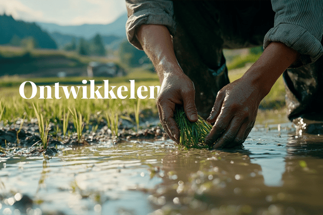 Tokyo Exchange to launch biochar and rice carbon credit market_Close-up of a man working in a rice cultivation project in Fukushima Prefecture_visual 1_NL