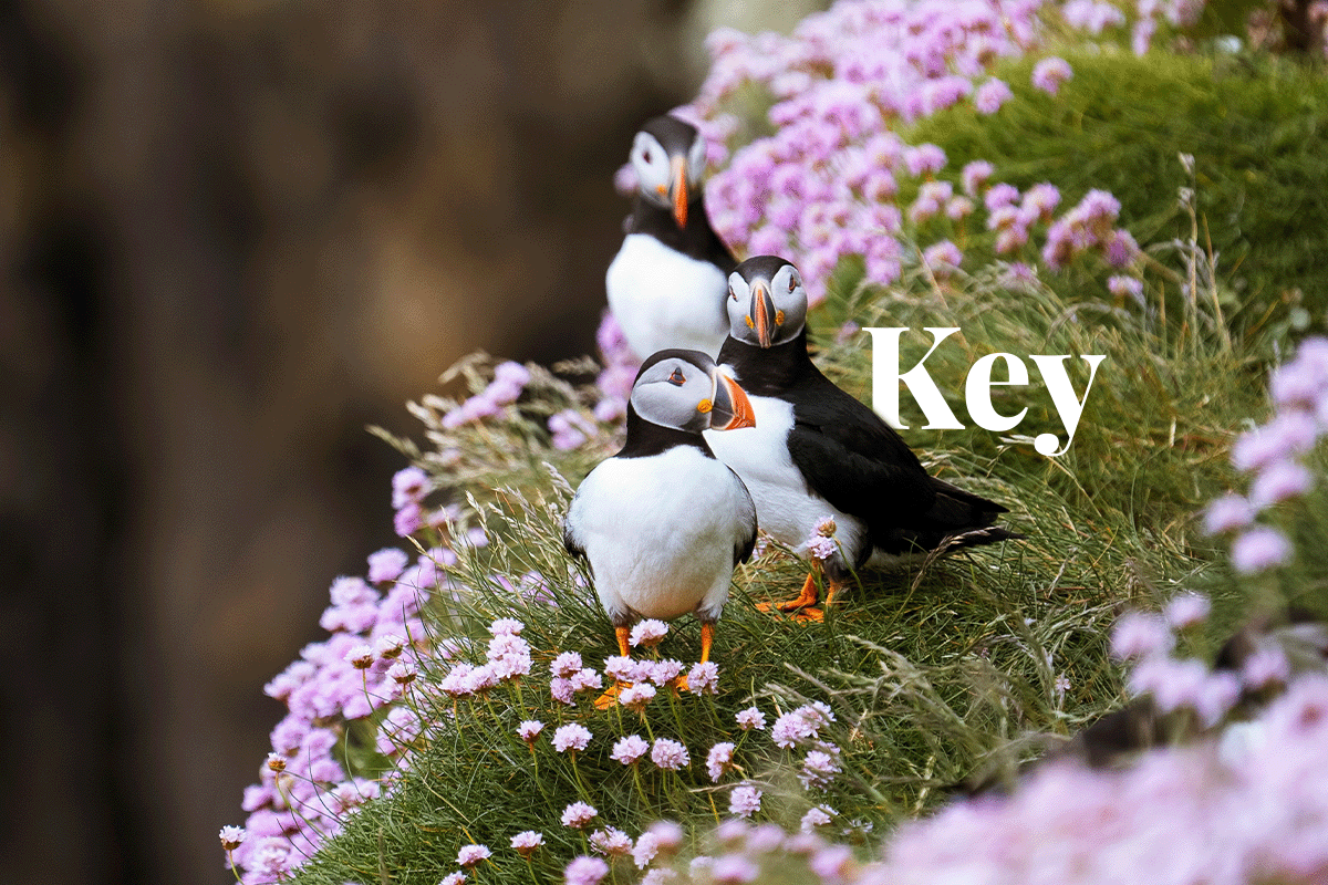 UK implements mandatory Biodiversity Net Gain framework_Atlantic Puffins sitting on a green grass in Scotland_visual 1