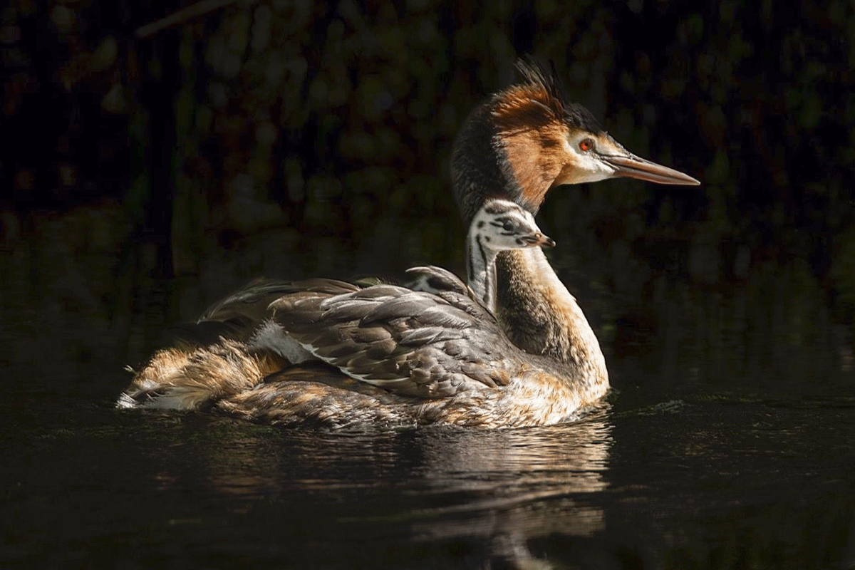 Ugly species need biodiversity protection too_The Pūteketeke, voted bird of the century in 2023_visual 6