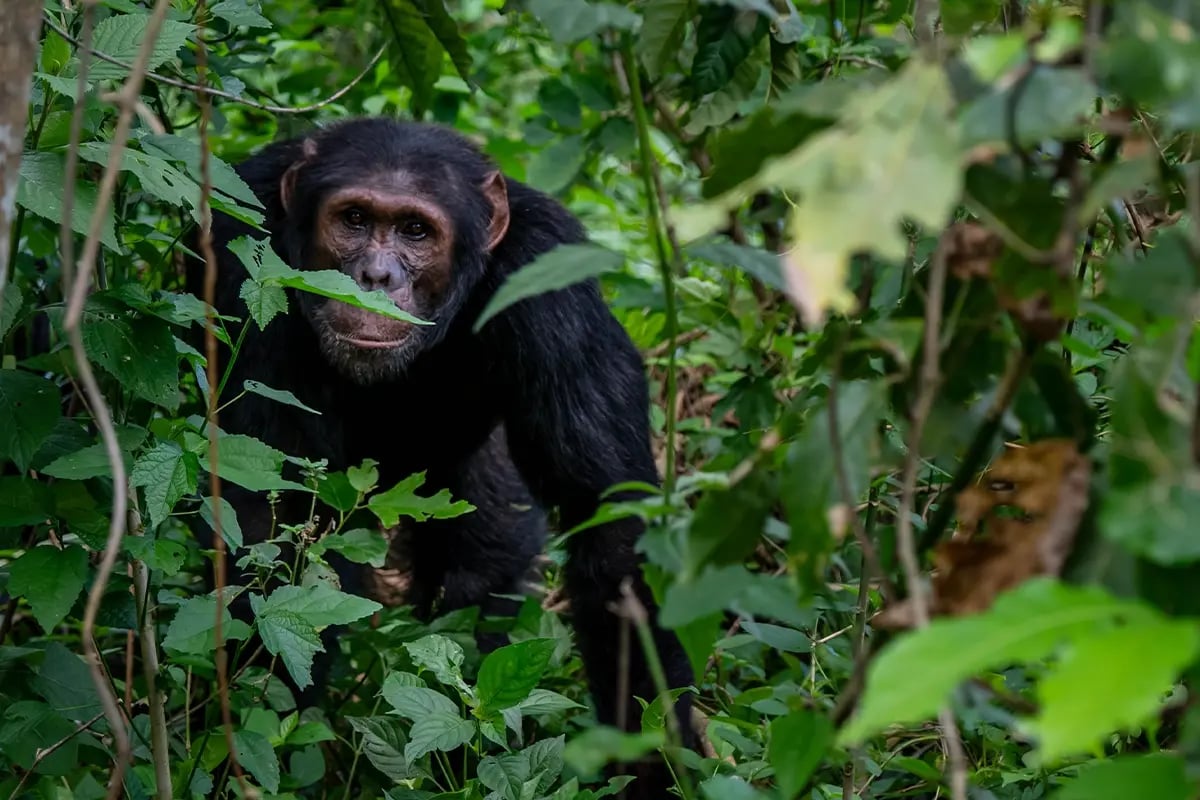 Understanding carbon footprints_ impact, benefits, and reporting_Close-up of Bulindi chimpanzee in its natural habitat_visual 2