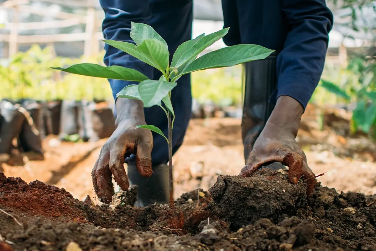 Understanding carbon footprints_ impact, benefits, and reporting_Close-up of a man planting a tree seedling_visual 10