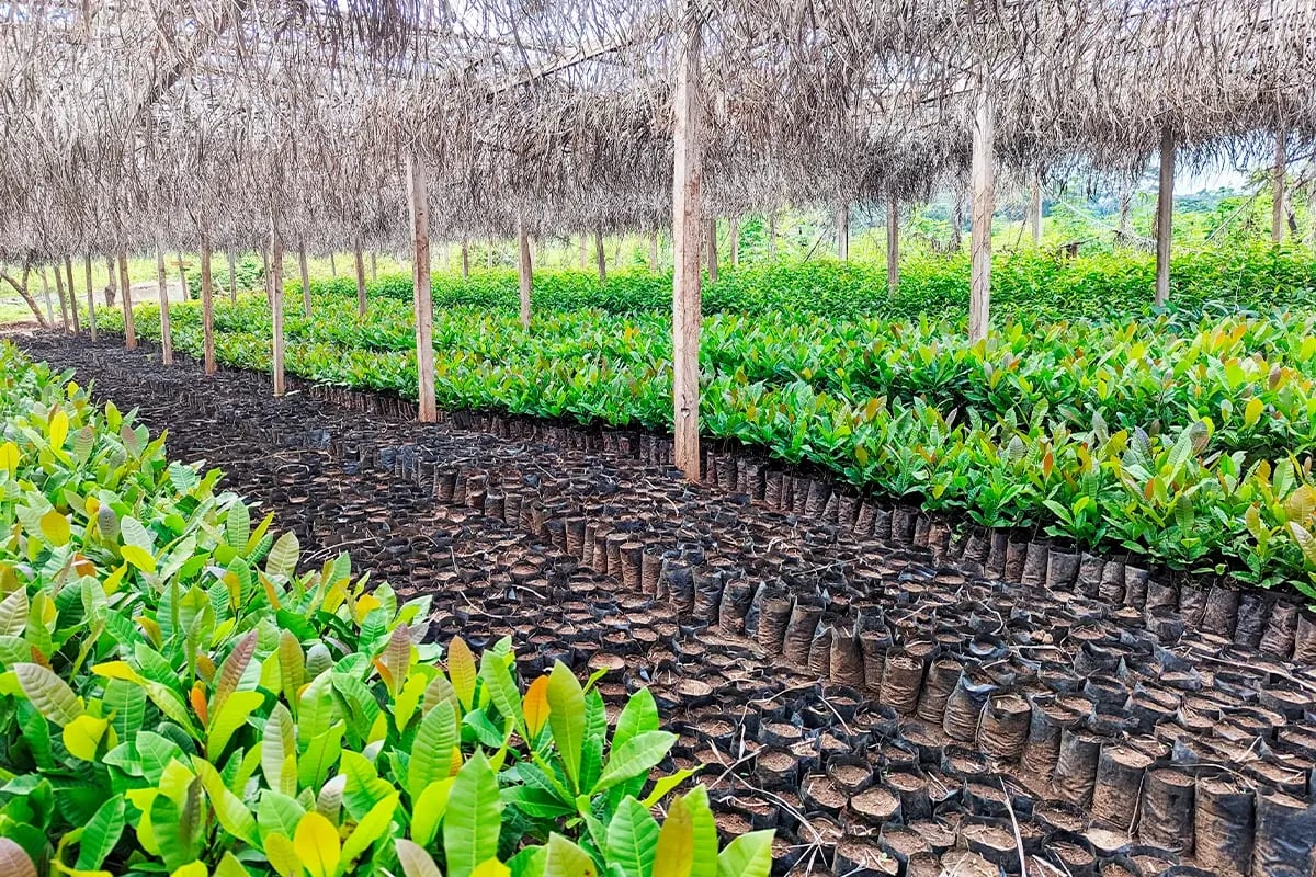 Understanding carbon footprints_ impact, benefits, and reporting_Tree nursery in Cameroon_visual 8