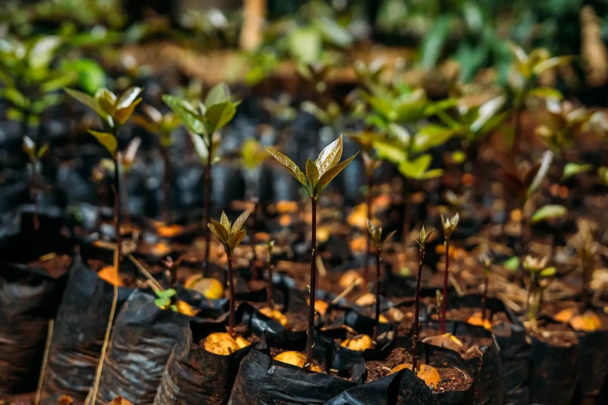 Unlock a green future through sustainable impact investing_Close-up of avocado seedlings in a tree nursery_visual 8