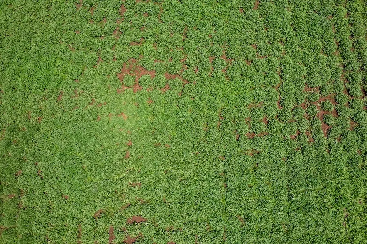 Unlock a green future through sustainable impact investing_Drone shot of a field of coffee trees_visual 7