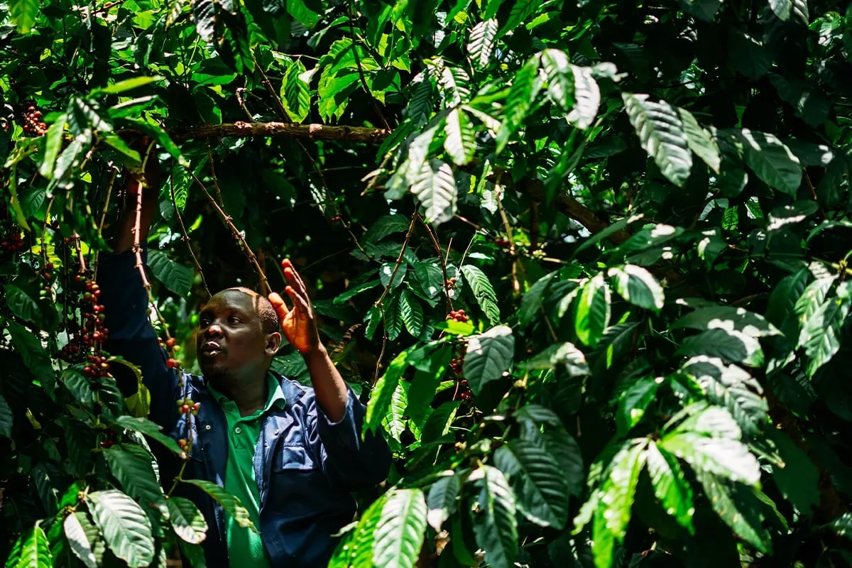 Unlock a green future through sustainable impact investing_Ugandan farmer by his coffee trees_visual 6