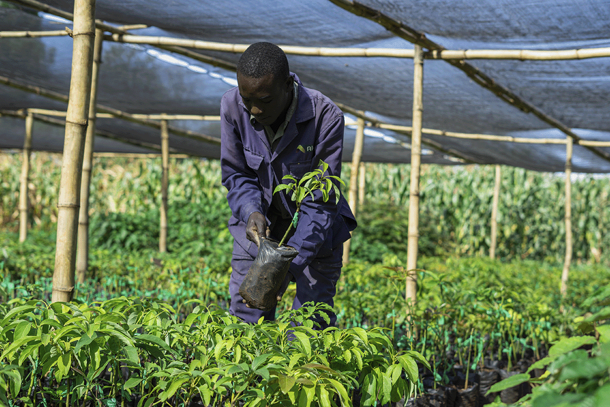 Unveiling hidden carbon footprints_A man working on a tree nursery in Kenya as a part of DGB Hongera Reforestation Project_visual 5