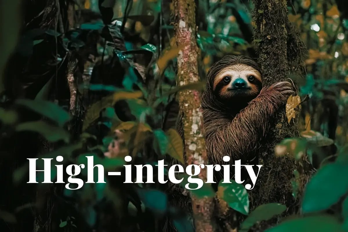 Verra and Amazonas join forces on carbon markets_A sloth sitting on a tree branch in the Amazon rainforest_visual 1