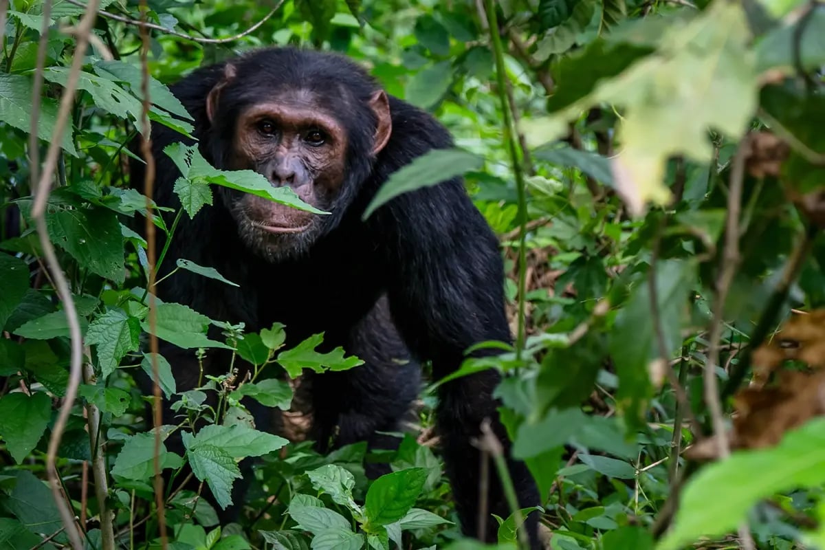 Waarom u in natuurprojecten zou moeten investeren, in plaats van in vastgoed_Bulindi chimpanzee in its natural habitat_visual 7