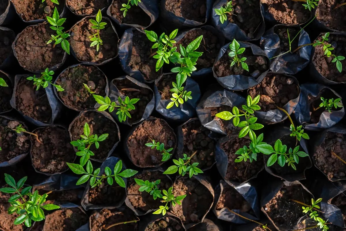 Waarom u in natuurprojecten zou moeten investeren, in plaats van in vastgoed_Top view of tree seedlings in a nursery_visual 3