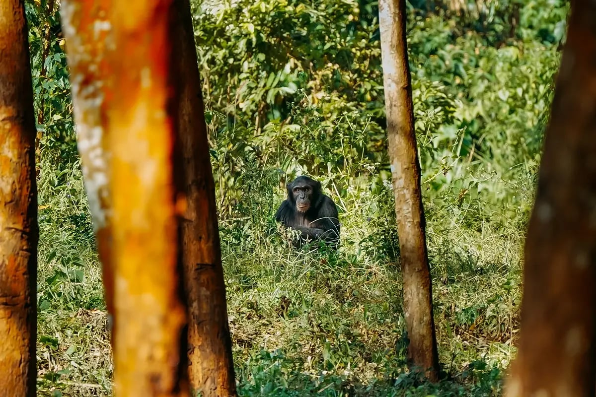 Why carbon credits are a smarter investment than Bitcoin_A Bulindi chimpanzee hidden among trees in its natural habitat_visual 5