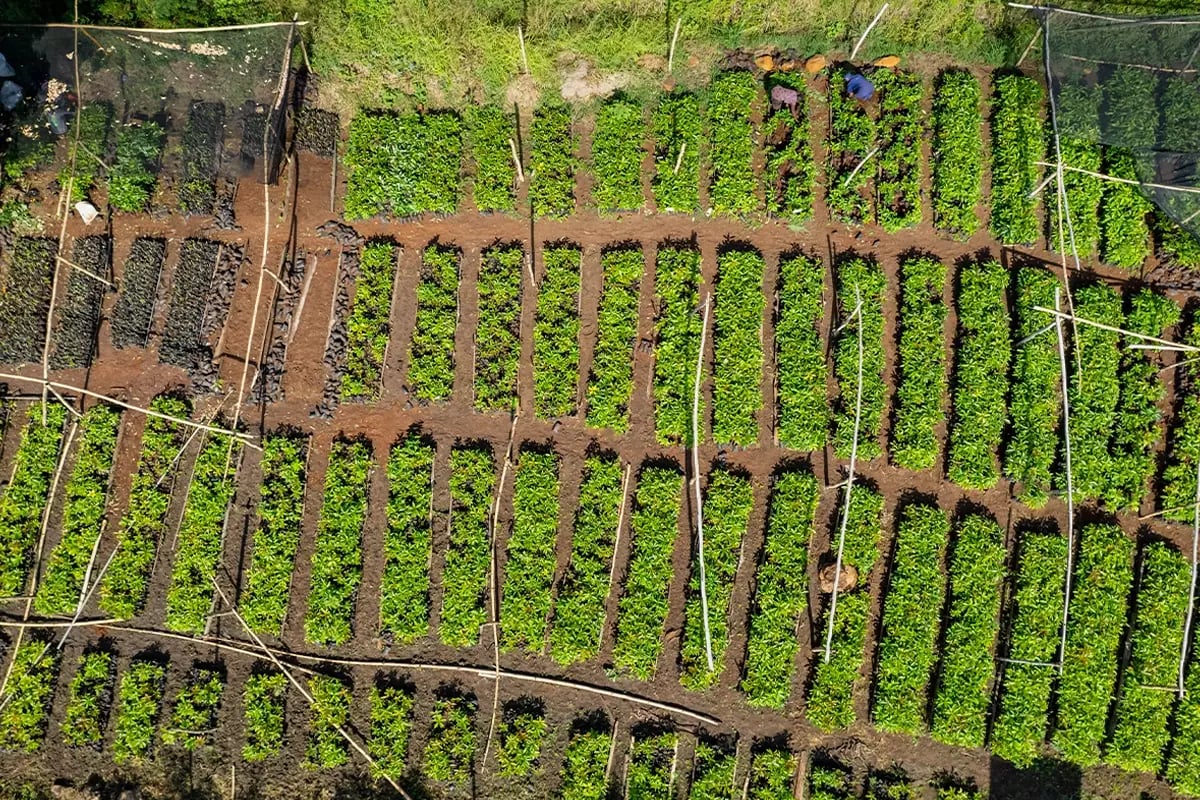 Why carbon credits are a smarter investment than Bitcoin_A drone photograph of a tree nursery_visual 3