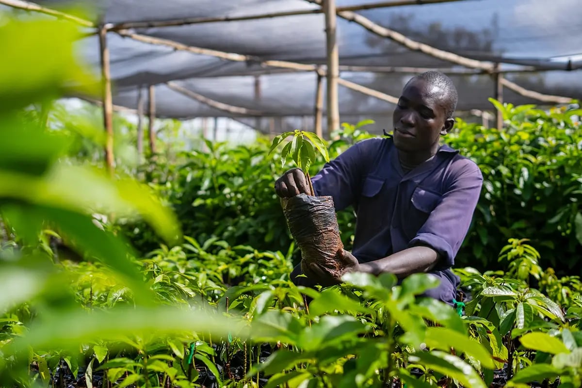 Why carbon credits are a smarter investment than Bitcoin_A tree nursery worker during work_visual 6