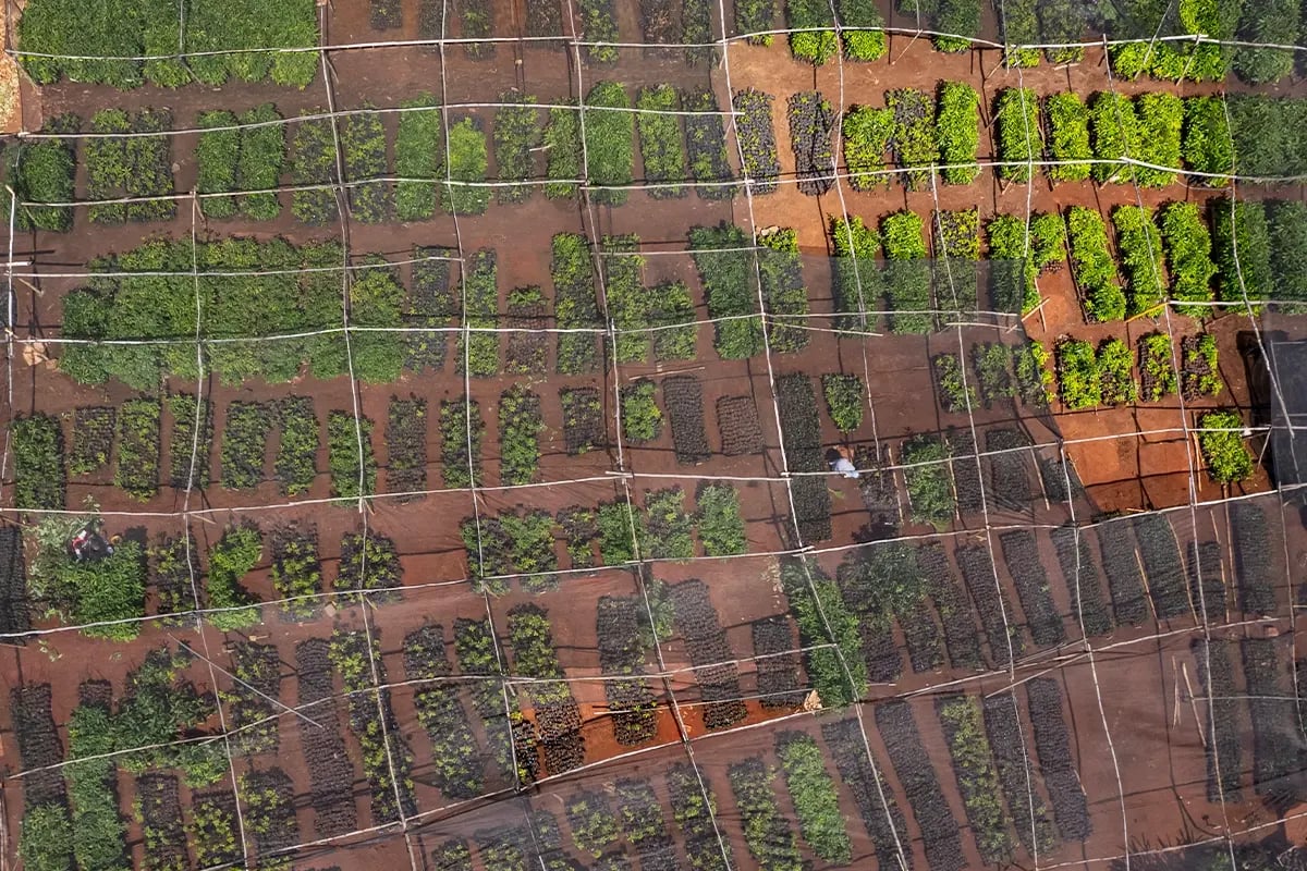 Why we need to restore high-priority areas like Africa_Aerial view of a tree nursery in Kenya_visual 5