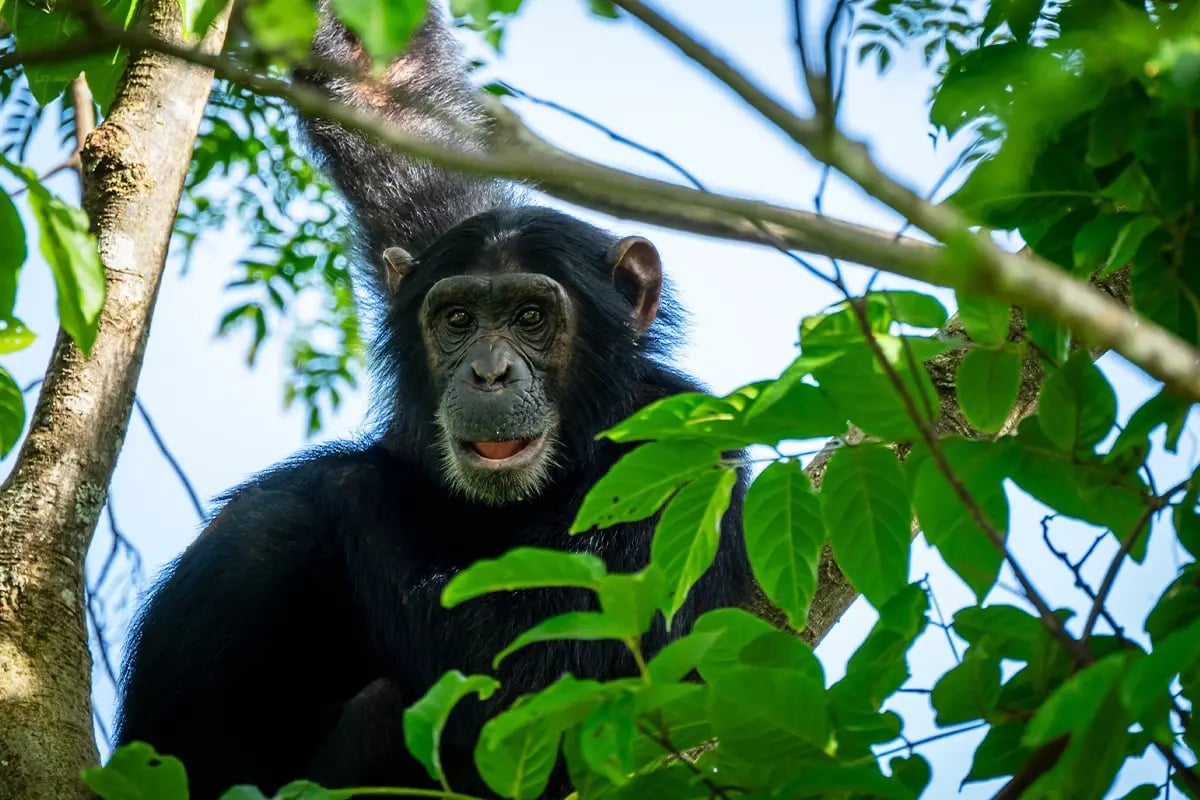 Why we need to restore high-priority areas like Africa_Close-up of a young bulindi chimpanzee on a tree in a forest in Uganda_visual 4