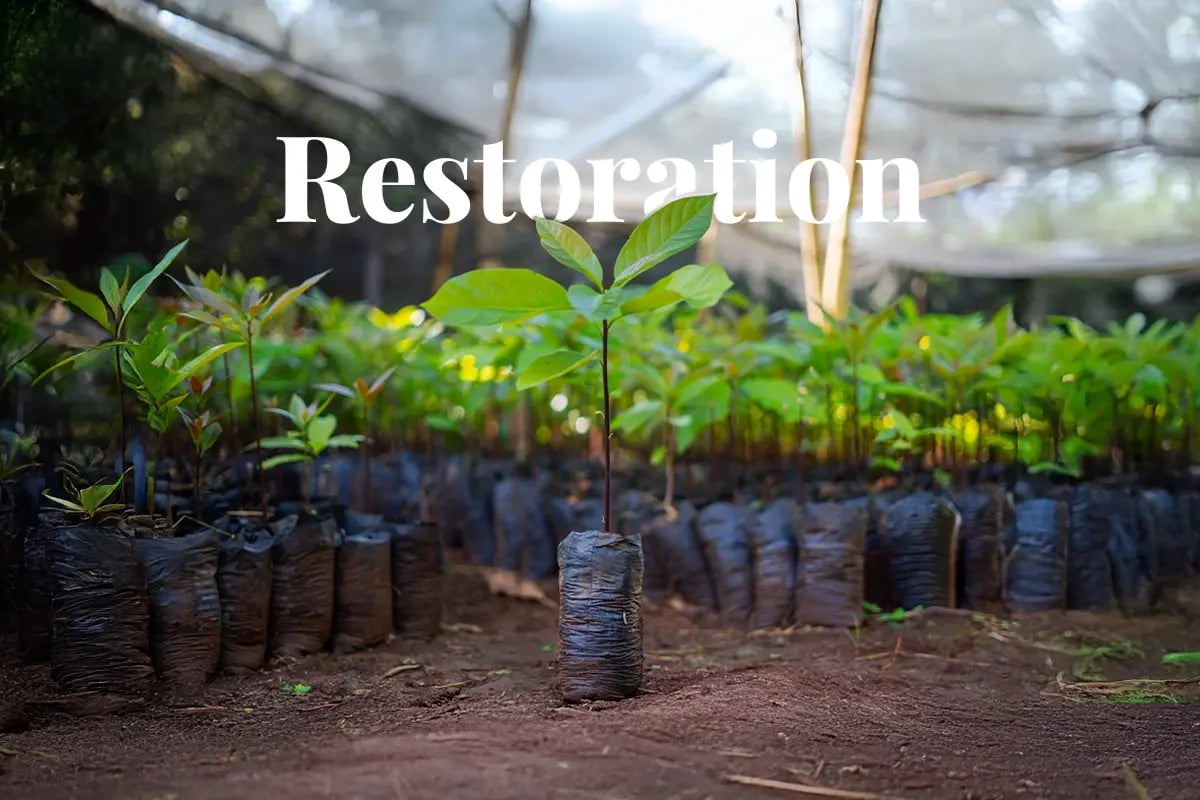 Why we need to restore high-priority areas like Africa_Close-up of tree seedlings ready for planting at a tree nursery_visual 1