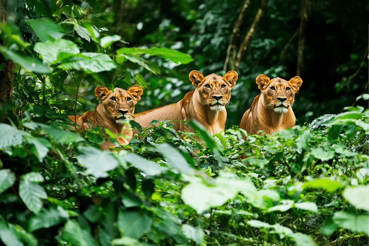 Why we need to restore high-priority areas like Africa_Three adult lionesses in their natural habitat in a forest in Cameroon_visual 3