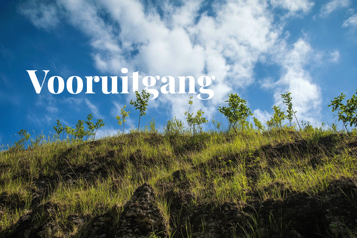 World Bank highlights carbon market growth_A low-angle view of a rising mountain, filled with young green tree seedlings_visual 1_NL