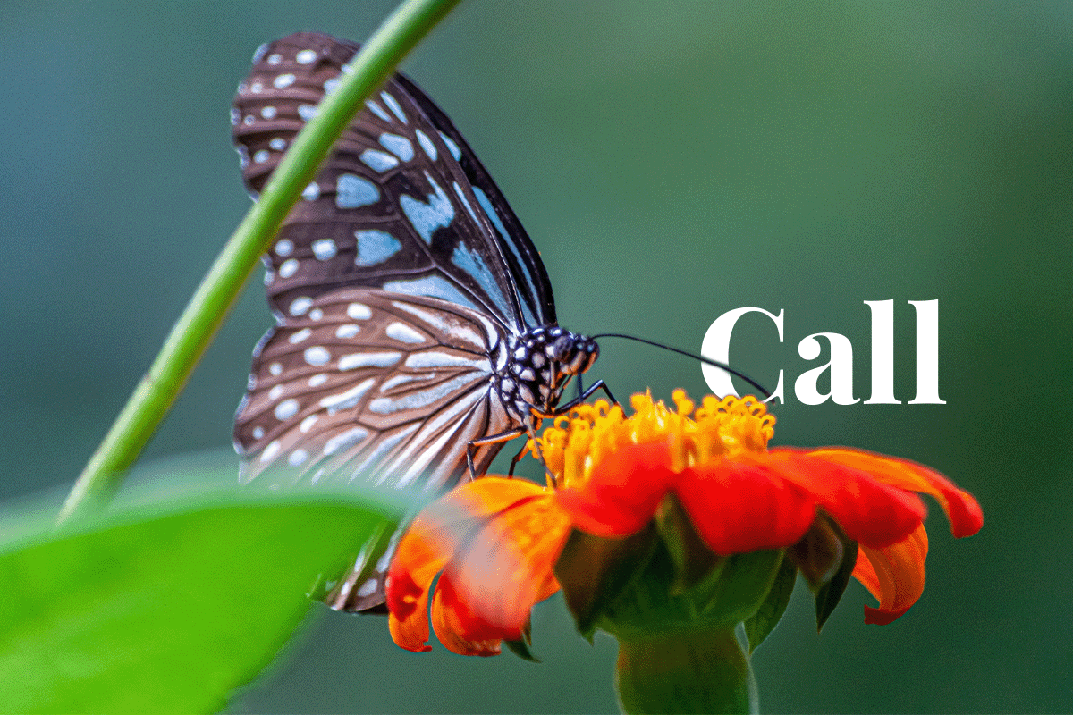 World Biodiversity Summit 2023_A closeup shot of a butterfly on an orange-petaled flower_visual 1