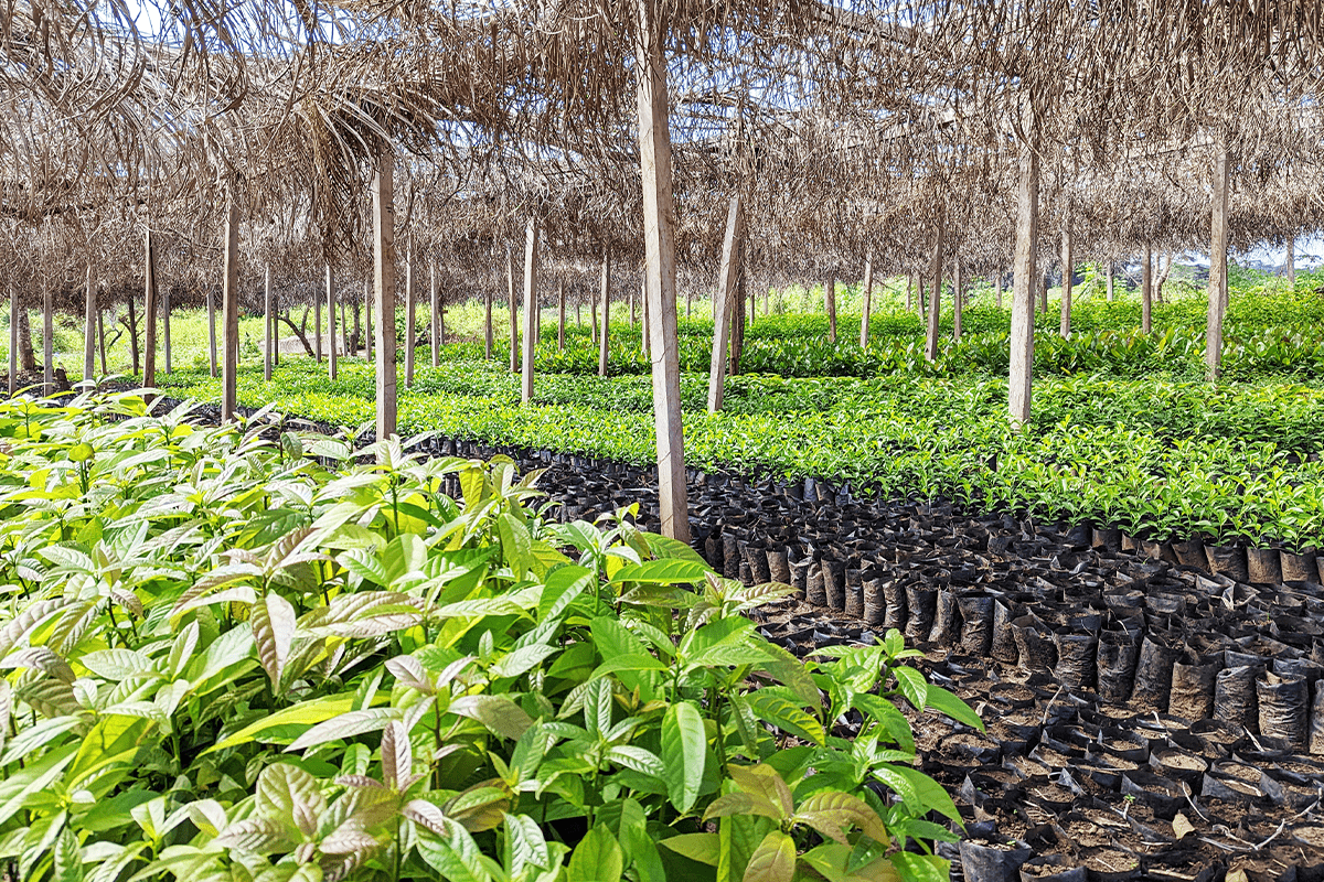 _Cameroon afforestation project_Tree nursery as a part of Sawa Afforestation Project in Cameroon_visual 3