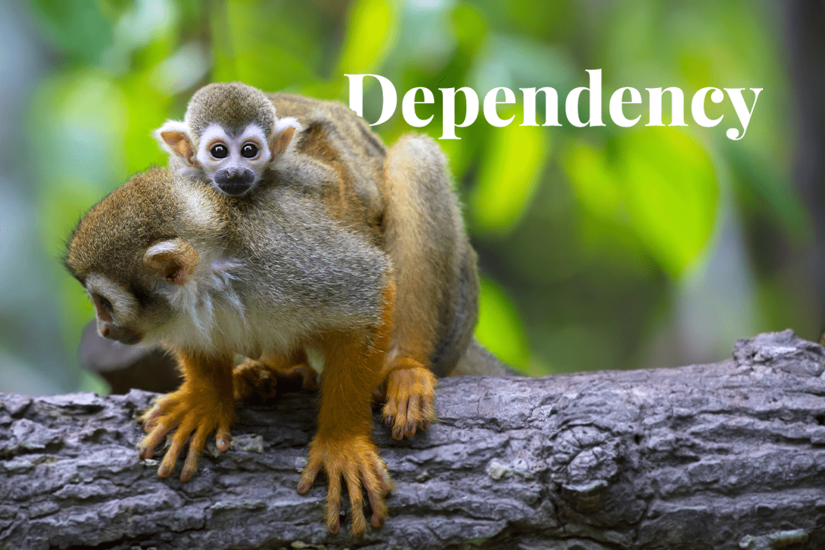 companies dependency on nature_Squirrel monkeys on a tree in Amazon rainforest in Brazil_visual 1