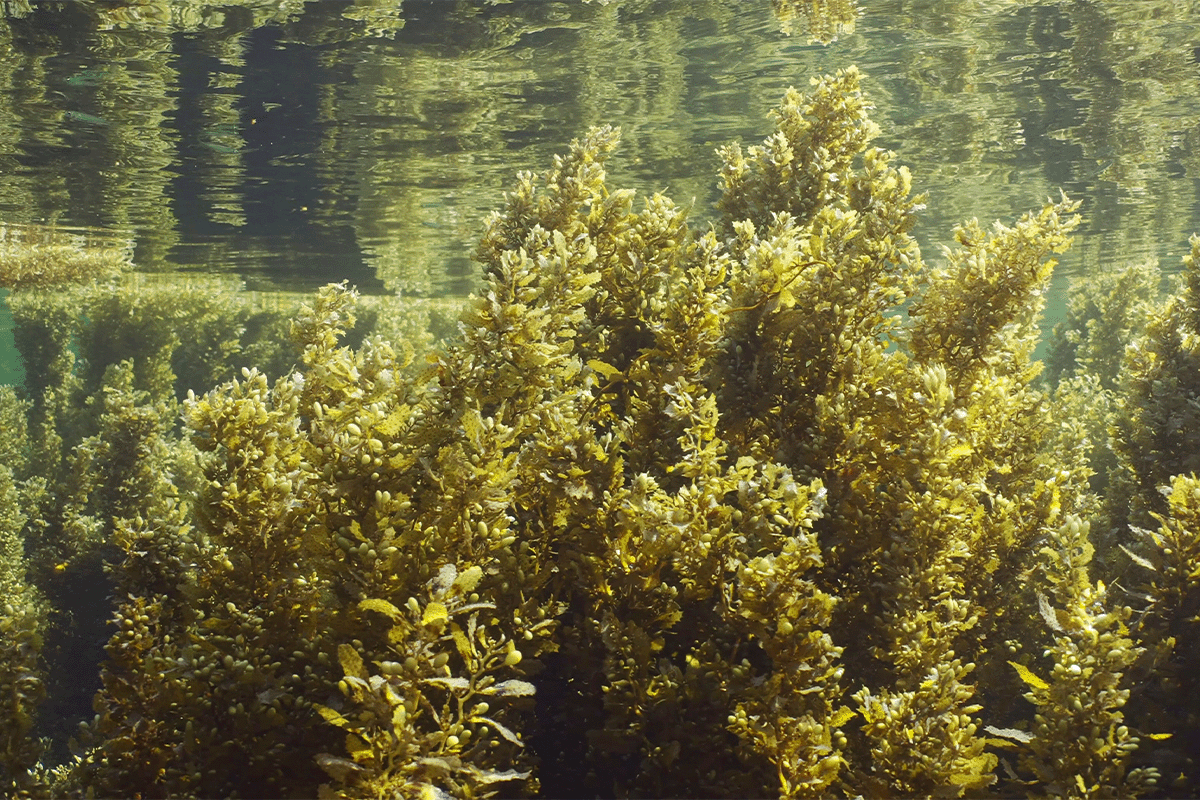 diving into the importance of blue forests_sargassum beds swaying on waves, Red sea, Egypt_visual 6