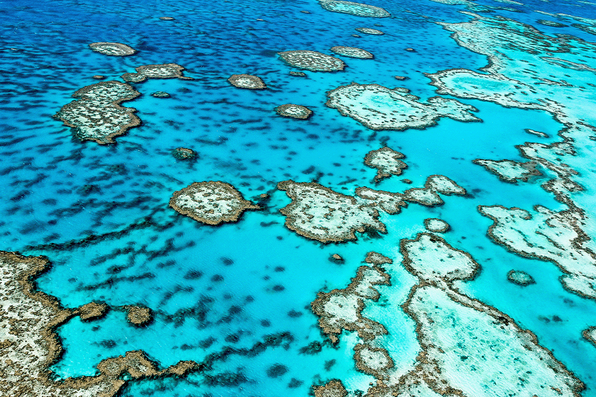 diving into the importance of blue forests_view of The Great Barrier Reef in Queensland in Australia_visual 3