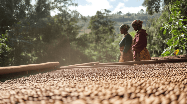 Op de voorgrond drogen koffiebonen in de zon, met twee Afrikaanse vrouwen van het impactproject op de achtergrond