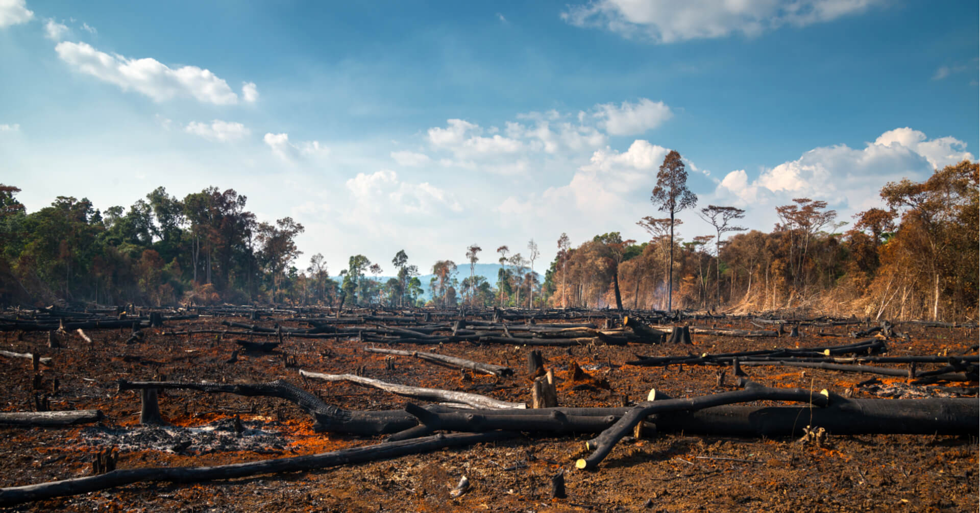 What are the effects of deforestation?