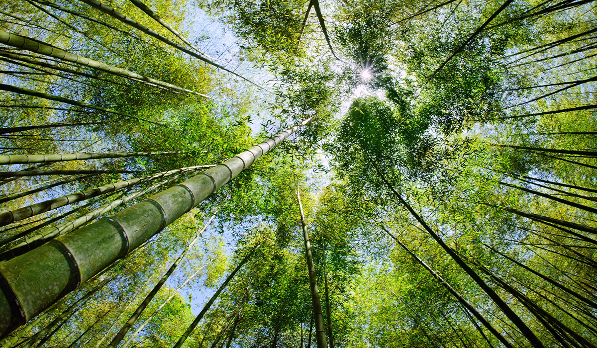 What kind of nature benefits does bamboo offer?